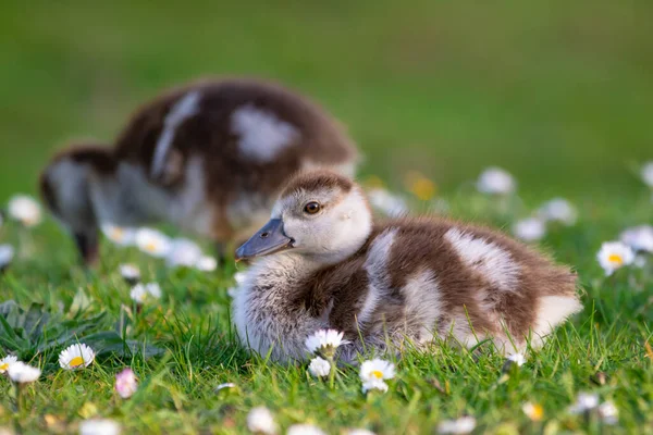 Niedlichen Küken einer ägyptischen Gans neugeborenen Babys Vögel in einem Park während des Frühlings — Stockfoto