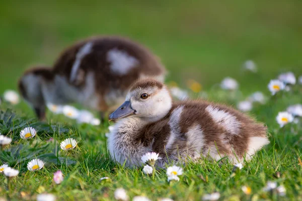 春天的时候，公园里一只埃及鹅的可爱的小鸡，刚出生的小鸟 — 图库照片
