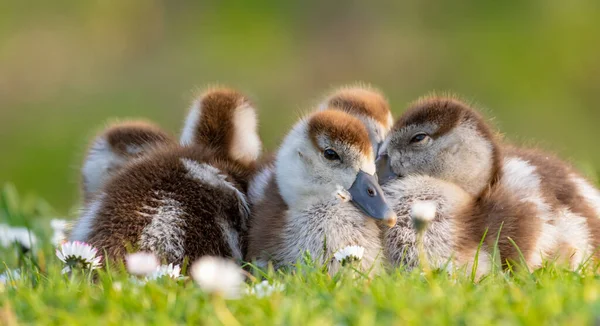 Poussins mignons d'une oie égyptienne nouveau-nés oiseaux dans un parc pendant la saison printanière — Photo