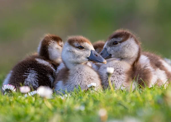Niedlichen Küken einer ägyptischen Gans neugeborenen Babys Vögel in einem Park während des Frühlings — Stockfoto