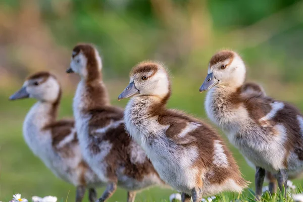 Poussins mignons d'une oie égyptienne nouveau-nés oiseaux dans un parc pendant la saison printanière — Photo