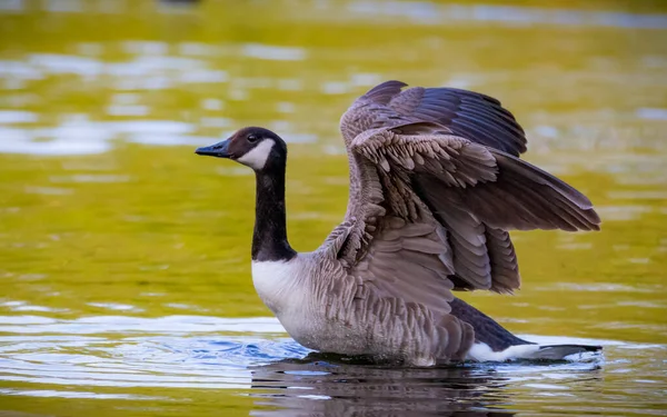 Portrait d'une bernache du Canada branta goose focus sélectif flou — Photo