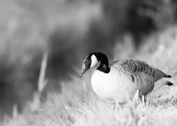 Retrato en blanco y negro de un ganso canadiense branta ganso enfoque selectivo desenfoque —  Fotos de Stock