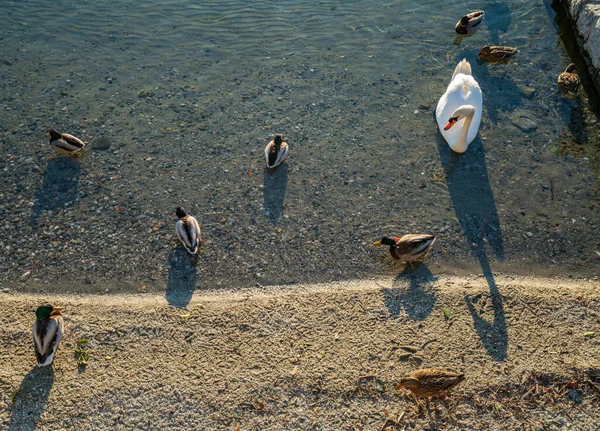 Лебедь и утки на воде — стоковое фото