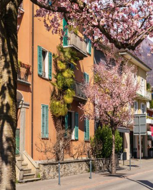 Ascona 'da çiçek açan pembe sakura.