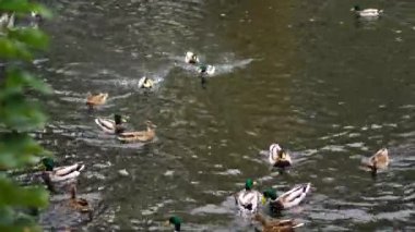 Maggiore gölündeki ördekler