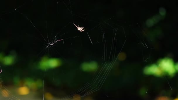 Eine Spinne baut ihr Netz in Ascona, Weitwinkel — Stockvideo