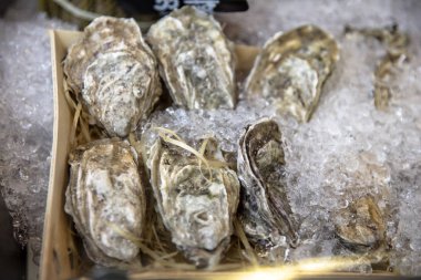 Buz ile kapalı istiridye