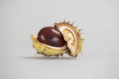 parlak kestane meyve