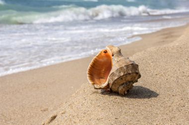 Seashell sahil üzerinde