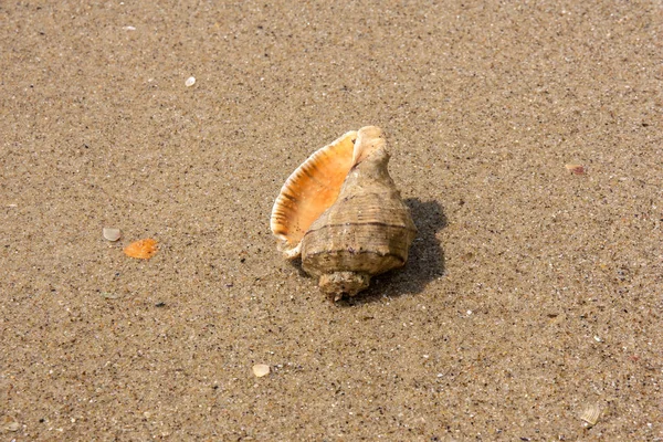 Concha marina en la orilla del mar —  Fotos de Stock