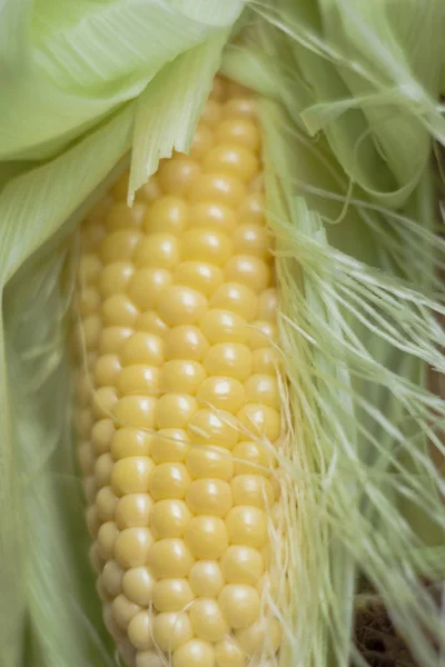 年轻的玉米 cob — 图库照片