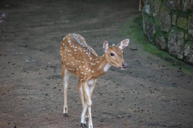 Genç Chital Geyiği Vandalur Hayvanat Bahçesinde Chennai Tamil Nadu Hindistan 'da bize bakıyor.