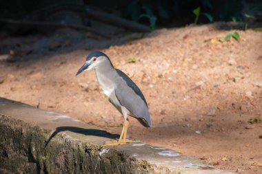 TamilNadu Hindistan 'da Güzel Sabah Manzarası' nda Siyah Taç Giyen Gece Balıkçısının Yakın Çekimi