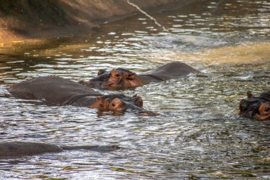 Hippopotamus, Chennai Tamil Nadu Hindistan 'daki Vandalur Hayvanat Bahçesi' nde suyun üstünde yol alır.