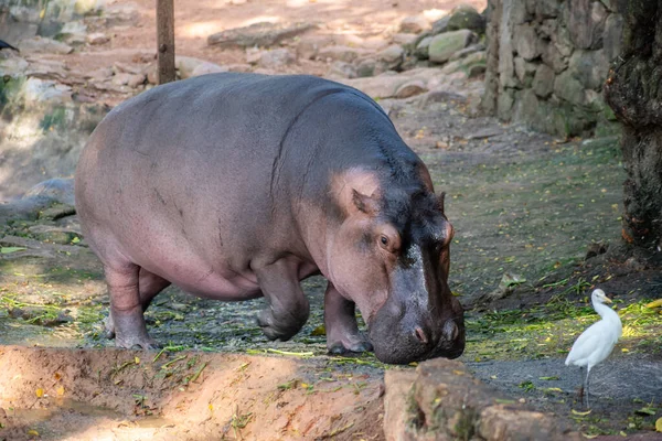 Zamknij Hipopotama Vandalur Zoo Chennai Tamil Nadu Indie — Zdjęcie stockowe
