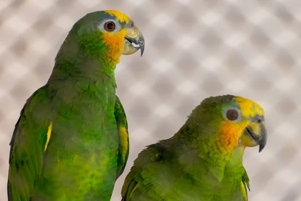 Amazonka Żółtogłowy Dwie Papugi Zielone Pióro Blisko Siebie — Zdjęcie stockowe