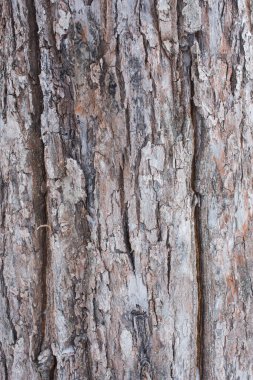 eski ahşap arka plan