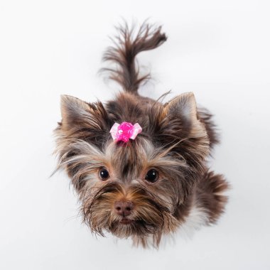 Beyaz arka planda pembe kurdeleli şirin bir köpek. Yorkshire Teriyeri.