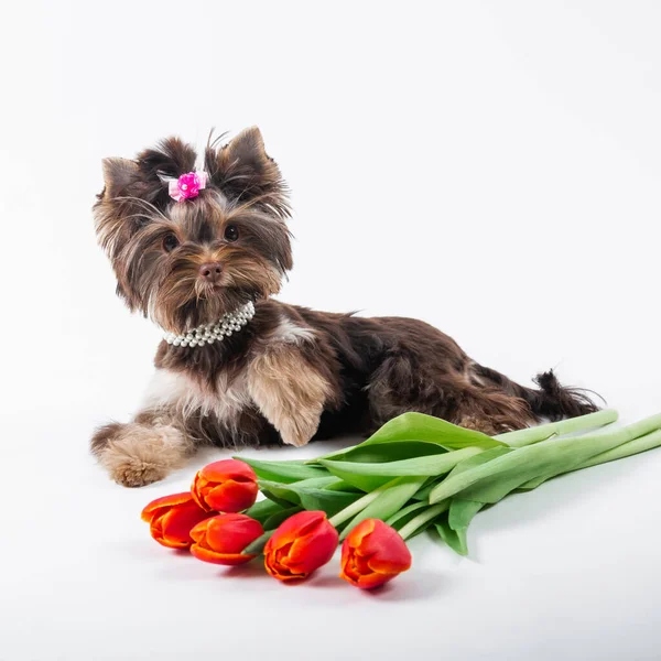 Şirin köpek yavrusu bir buket çiçeğin yanında yatıyor. Beyaz arka planda Yorkshire Teriyeri.