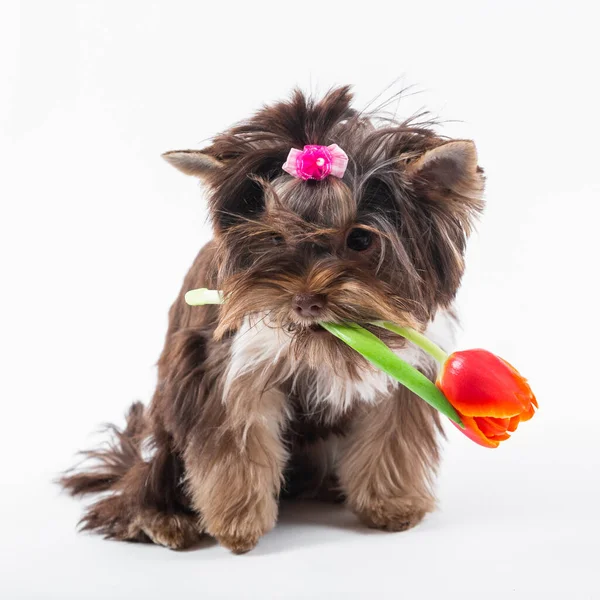 Netter Welpe Hält Eine Blume Den Zähnen Yorkshire Terrier Auf — Stockfoto