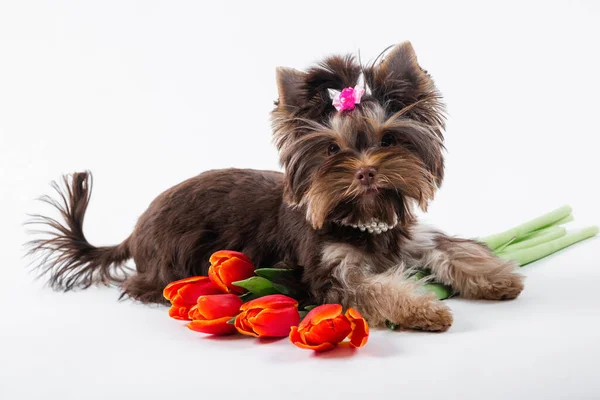 꽃다발 귀여운 강아지 배경에 요크셔 테리어 로열티 프리 스톡 이미지