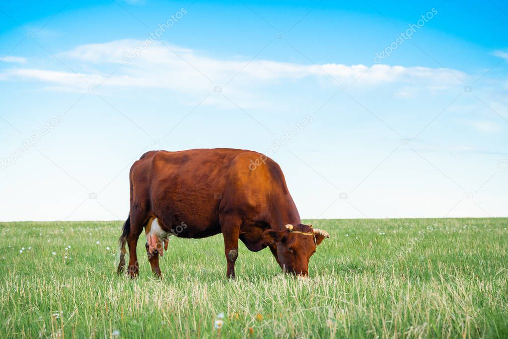 A cow grazes on a green field. Rural landscape.