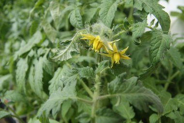 Yellow flowers of a tomato