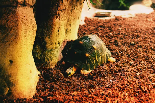 Tartaruga Move Lentamente Através Superfície — Fotografia de Stock
