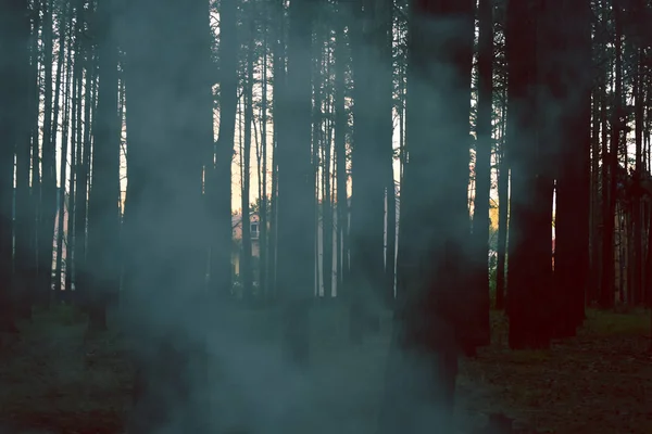 Sűrű Köd Reggeli Erdőben Fák Fehér Ködbe Burkolózva Stock Fotó