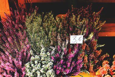 Sokakta bir çiçekçi dükkanında saksı çiçekleri satıyorum.