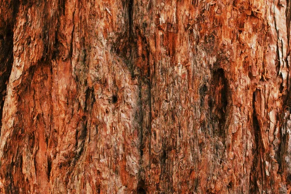 Texture Old Cracked Tree — Stock Photo, Image