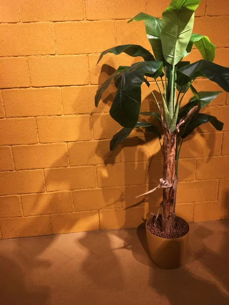 Wysoka Zielona Palma Doniczkowa Dużymi Liśćmi Pomalowanej Żółto Ceglanej Ścianie — Zdjęcie stockowe