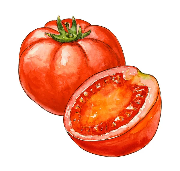 Acuarela Tomates Frescos Boceto Verduras Maduras Ilustración Hecha Mano Diseño —  Fotos de Stock