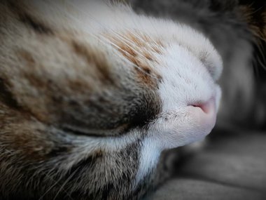 Kedi kanepede tatlı tatlı uyuyor.