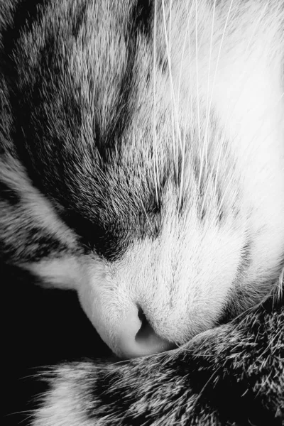 Gato Está Durmiendo Profundamente — Foto de Stock