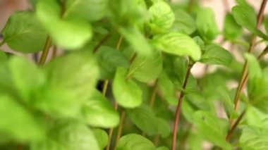 Bisikletle terk edilmişe benziyor. Colgada con Plantas y chatarra.