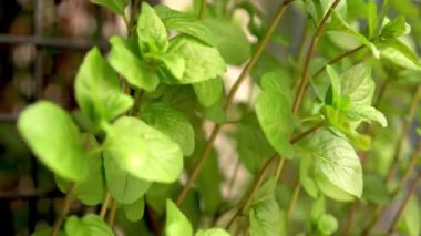Bisikletle terk edilmişe benziyor. Colgada con Plantas y chatarra.