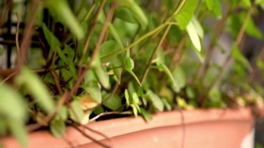 Campo chatarra atardecer bici vieja trigo plantacin