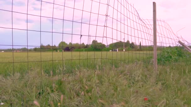 Campo Chatarra Atardecer Bici Vieja Trigo Plantacin — Stockvideo