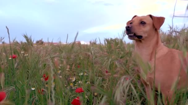 Campo Chatarra Atardecer Bici Vieja Trigo Plantacin — Wideo stockowe