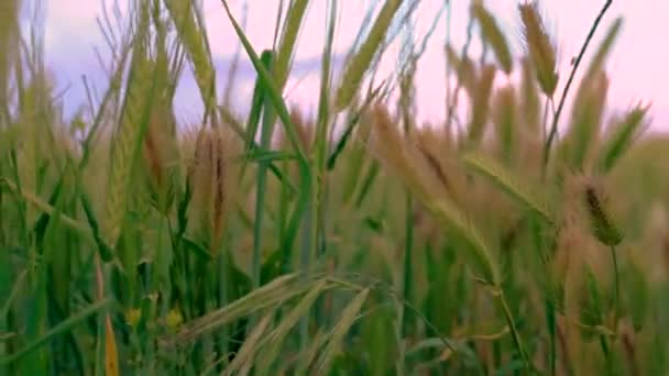 Campo Chatarra Atardecer Bici Vieja Trigo Plantacine — Stockvideo