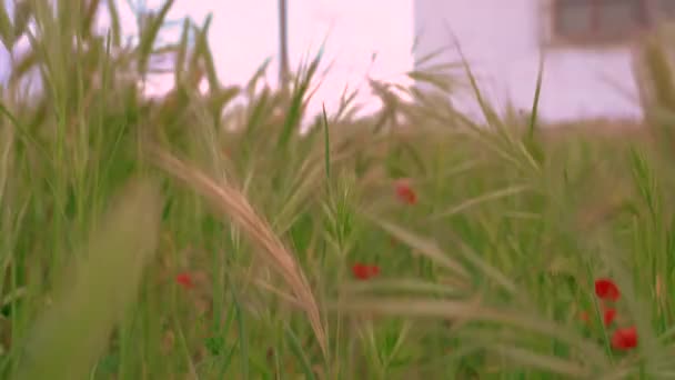 Campo Flores Pozo Valla — Vídeo de Stock