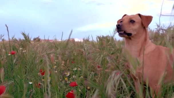 Campo Flores Pozo Valla — Vídeo de stock