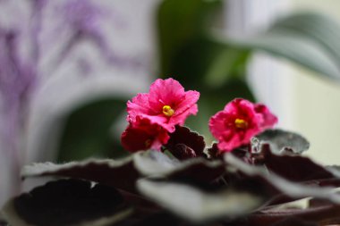 Pembe, güzel menekşe çiçeklerine yakın çekim. Makro. Mavi efekt