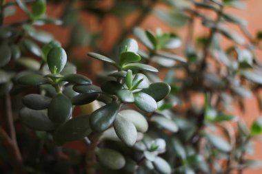 Önplanda para ağacı resmi ve bulanık bir arkaplanı olan bir kartpostal.