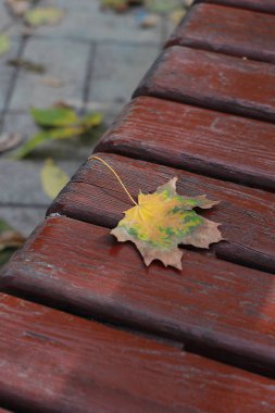 Sarı akçaağaç yaprağı parktaki ahşap bir bankta yatar.