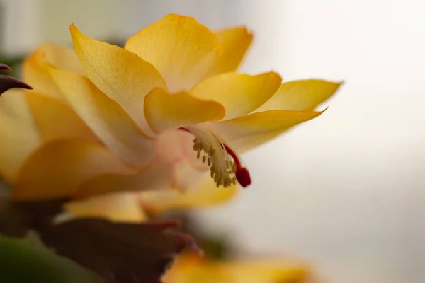 この植物の他の花を背景に、大きな黄色のオレンジ色の花を咲かせたクリスマスサボテン、花を咲かせます。ぼかし効果。インテリアデザインコンセプト. — ストック写真