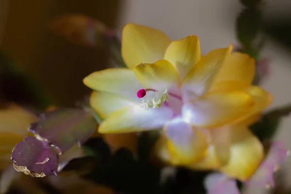 Macro uitzicht op een grote geel-oranje bloem met een Decembrist kristallen bloem of barbaarse bloem. Interieur ontwerp concept. Gele kerstcactus — Stockfoto