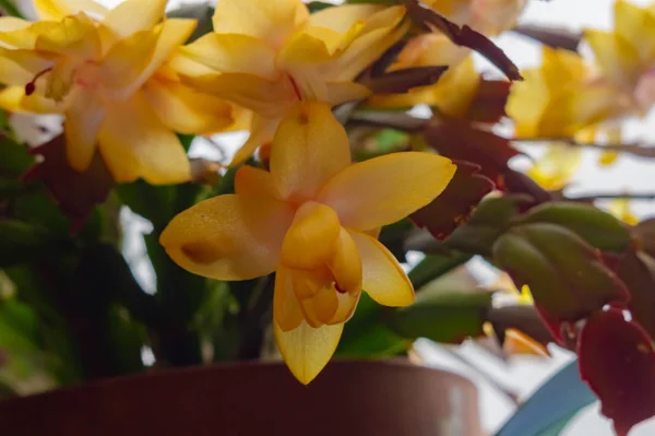 Widok jednego dużego żółto-pomarańczowego kwiatu Decembrist lub barbarzyńskiego kwiatu na tle innych kwiatów tej rośliny. Koncepcja wnętrz. Żółte kaktusy świąteczne — Zdjęcie stockowe